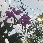 Guarianthe skinneri Цвят