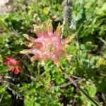 Trifolium fucatum Natur