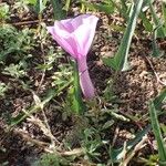 Ipomoea aquatica Flower