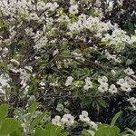 Cornus nuttallii Flor