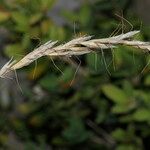 Helictochloa bromoides Fruto