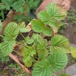 Rubus ellipticus Folla