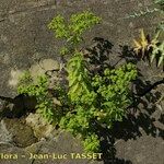 Euphorbia pterococca Habit