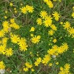 Senecio madagascariensis Flor