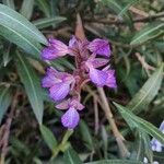 Anacamptis papilionacea Квітка