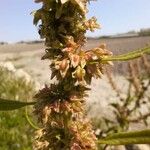 Rumex palustris 果實