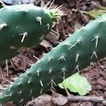 Opuntia maxima Blatt