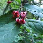 Euonymus latifolius Ffrwyth