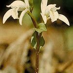 Triphora trianthophoros Flower