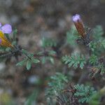 Phacelia bicolor आदत