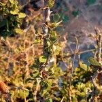 Maerua crassifolia Hoja