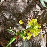 Rorippa brachycarpa Flower