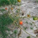 Solanum aethiopicum Fruit