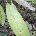 Siparuna cristata Leaf