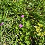 Geranium pusillumফুল