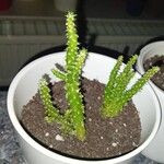 Tephrocactus verschaffeltii Lehti