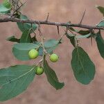 Flacourtia indica Frucht