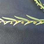 Phyllanthus pentandrus Floro