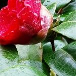 Camellia japonica Λουλούδι