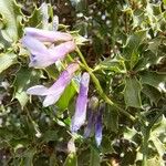 Vicia monantha Λουλούδι