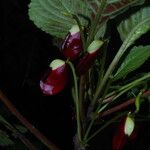 Impatiens niamniamensis Flower