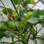 Nepenthes truncata Habitus