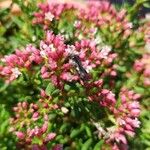 Crassula sarcocaulis Flower