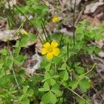 Oxalis dilleniiKukka