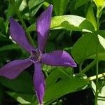 Vinca herbacea Fleur