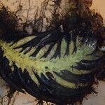 Polystichum sinense Beste bat