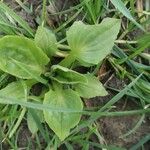 Plantago rugelii Folha