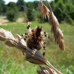 Bromus secalinus 果實