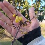 Chimonanthus praecoxFlower