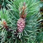 Pinus mugo Frucht