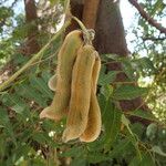 Mucuna pruriens फल