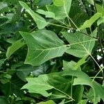 Liriodendron chinense Leaf