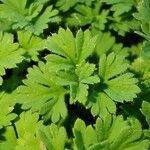 Alchemilla arvensis Лист