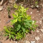 Talinum fruticosum 葉