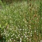 Arabidopsis halleri Hábitos