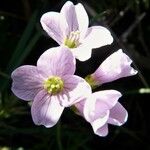 Cardamine raphanifolia Kvet