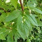 Eupatorium cannabinum Frunză