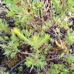 Darwinia fascicularis Leaf