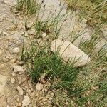 Cyperus laevigatus Otro