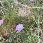 Scabiosa canescens फूल