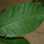 Caraipa punctulata Leaf