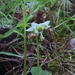 Moneses uniflora 形態