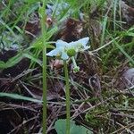 Moneses uniflora Habit