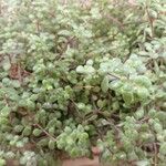 Crassula Expansa FragilisBlad