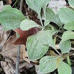 Antennaria plantaginifolia Φύλλο