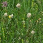 Trifolium ochroleucon Habit